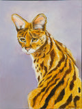 Serval’s Intriguing Gaze
