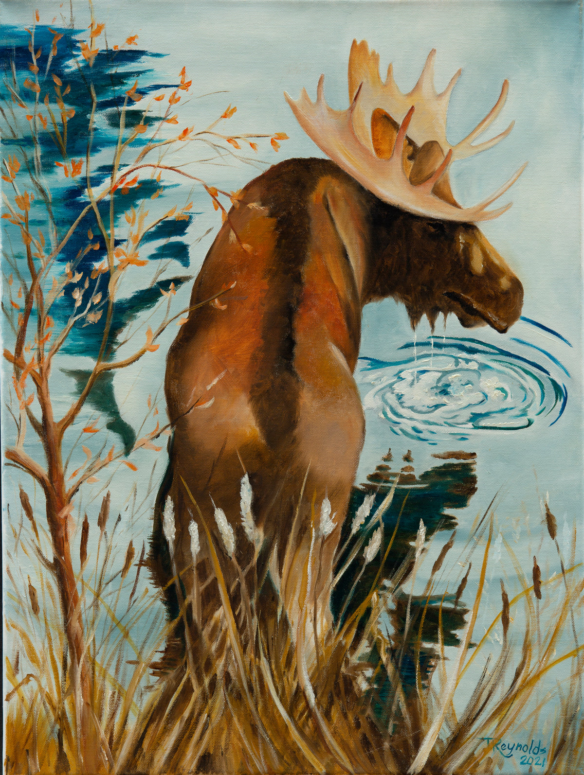 Moose at Moose Run Wyoming